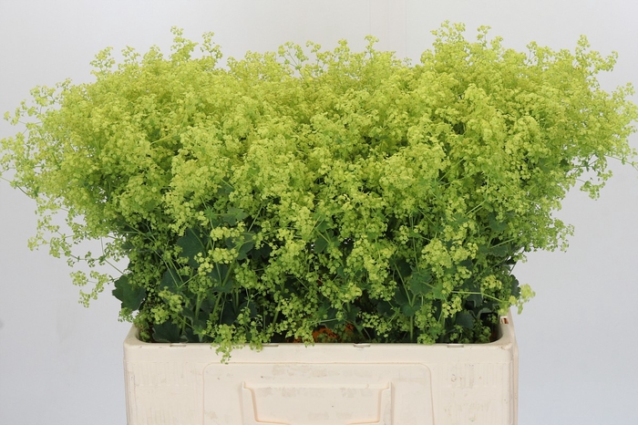 <h4>Alchemilla Mollis Robustica</h4>