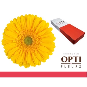 Gerbera Submarine Doos