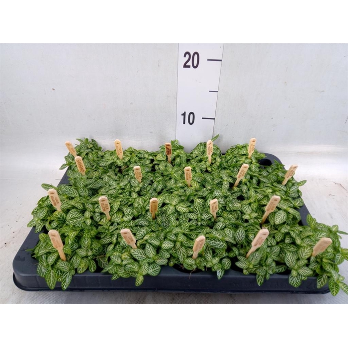 <h4>Fittonia verschaf.</h4>