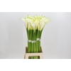 Zantedeschia Eydolls White