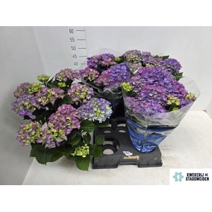 HYDR M EARLY BLUE