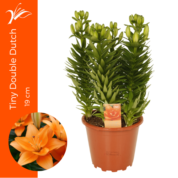 <h4>Lilium Tiny Double Dutch 19 cm (az. lelie)</h4>