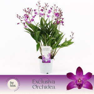Dendrobium, Berry Oda 12+ spike 'Exclusiva Orchidea'