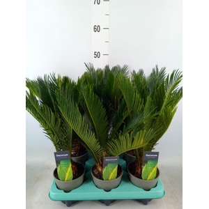 Cycas revoluta