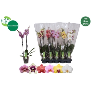 PHAL GEM