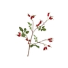 Rose Hip Spray