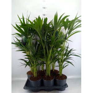 Howea forsteriana
