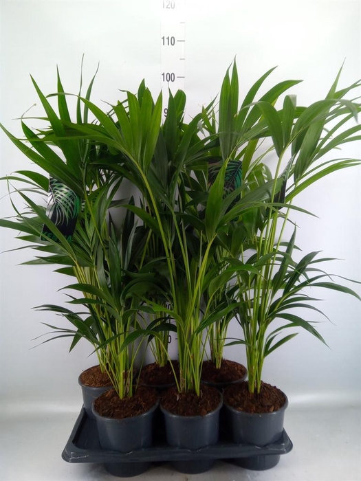 <h4>Howea forsteriana</h4>