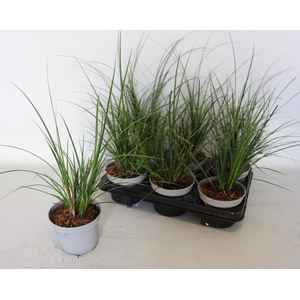 Overig 12 cm Carex brunnea Jubilo