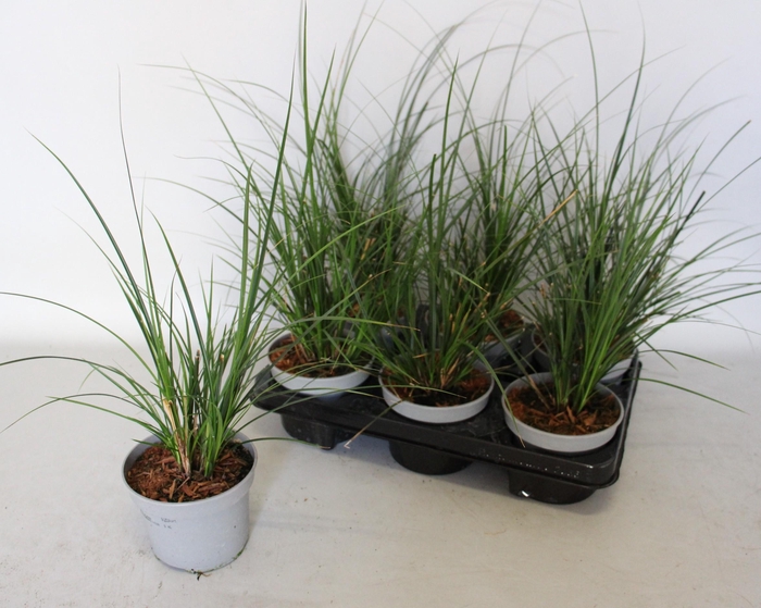 <h4>Overig 12 cm Carex brunnea Jubilo</h4>