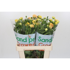 Ranunculus Magical Caramel