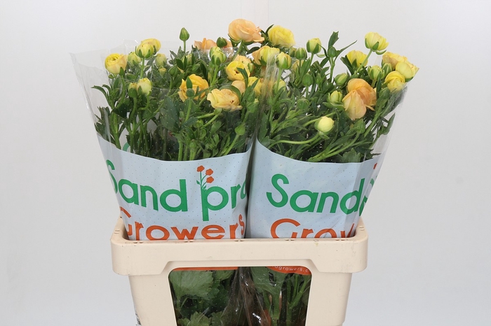 <h4>Ranunculus Magical Caramel</h4>