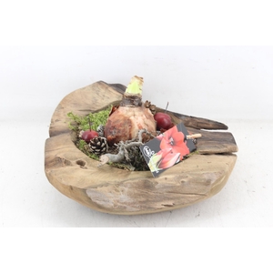 arr4 Amaryllis MB - Teak schaal L x2 RED