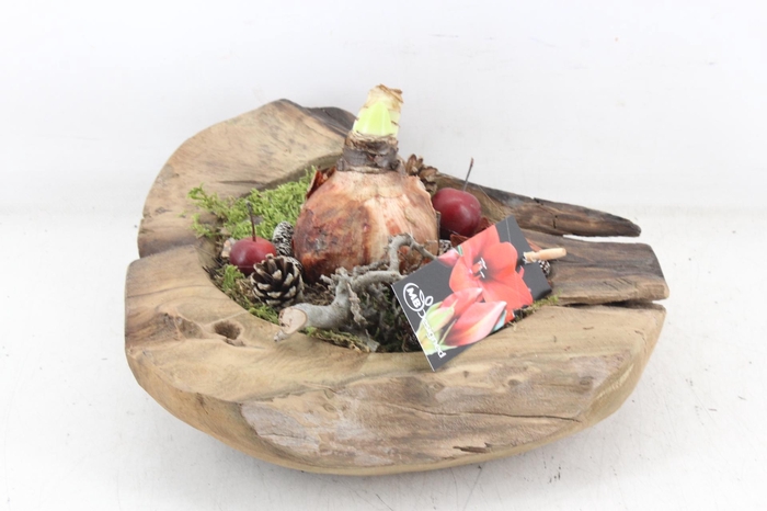 <h4>arr4 Amaryllis MB - Teak schaal L x2 RED</h4>