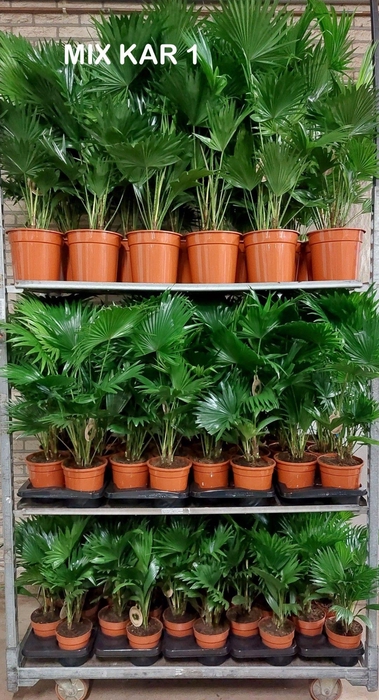 <h4>Livistona mixkar 1</h4>