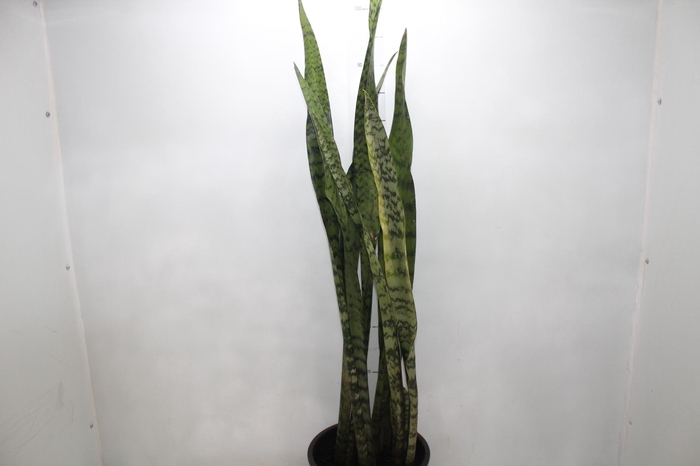 <h4>ESPADA SAO JORGE P24</h4>