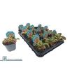 Dionaea Muscipula