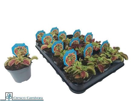 Dionaea Muscipula