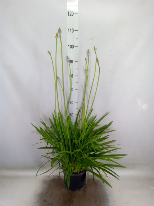 <h4>Agapanthus   ...</h4>