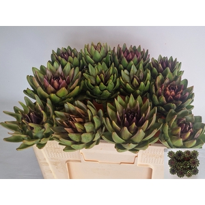 CYNARA SC GREEN GLOB