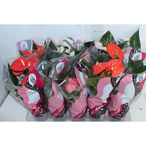 ANTHURIUM VARIADO P12
