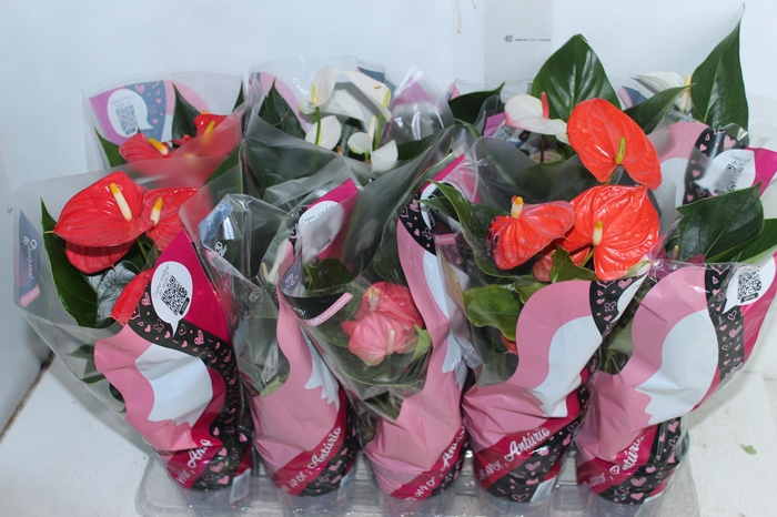 <h4>ANTHURIUM VARIADO P12</h4>