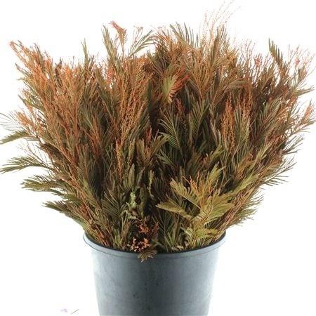 <h4>DECOGROEN OV KLB H%</h4>