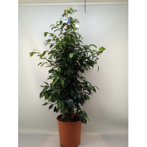 Ficus benja. 'Danielle'