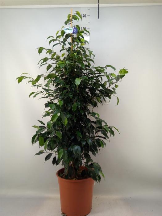 <h4>Ficus benja. 'Danielle'</h4>