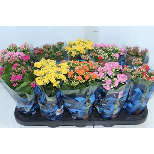 KALANCHOE DOBRADO P11