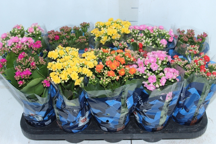 <h4>KALANCHOE DOBRADO P11</h4>