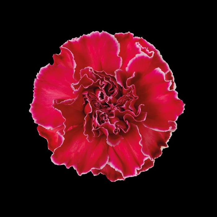 <h4>Dianthus St Red</h4>