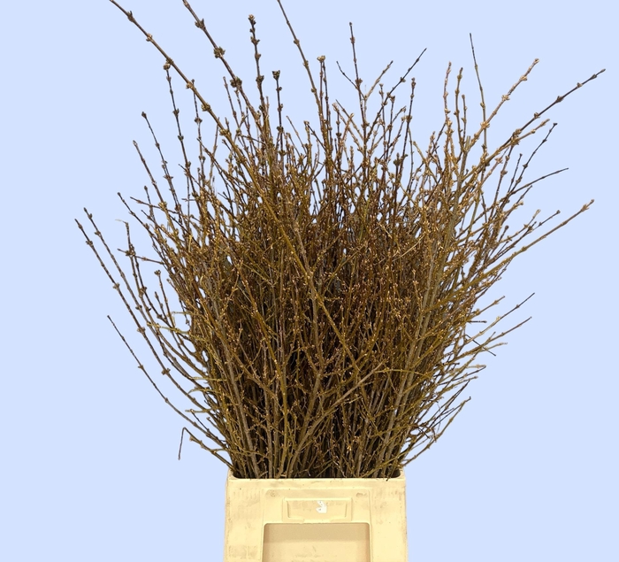 <h4>FORSYTHIA BOS</h4>