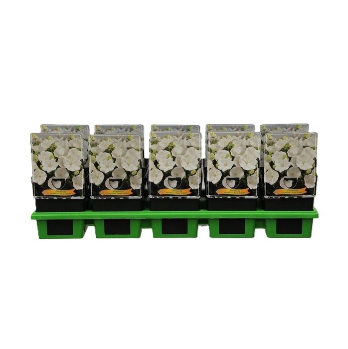 <h4>Campanula carpatica</h4>