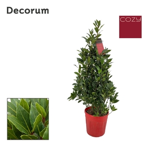 Laurus nobilis Piramide