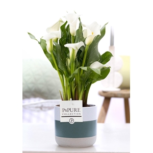 Zantedeschia white in P&PURE Lauren ceramics