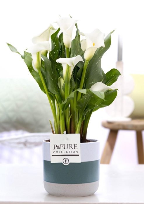 <h4>Zantedeschia white in P&PURE Lauren ceramics</h4>