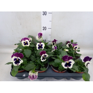 Viola wr. 'Alpha Red Wing'
