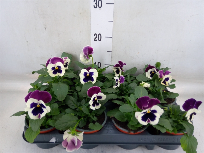 <h4>Viola wr. 'Alpha Red Wing'</h4>