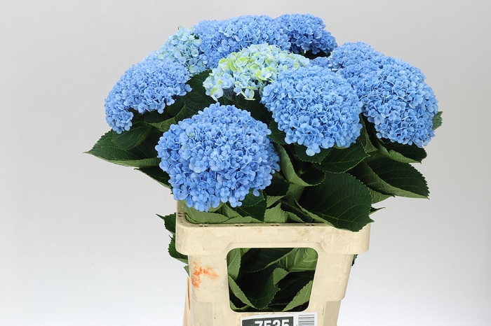 <h4>Hyd Revolution Blue</h4>