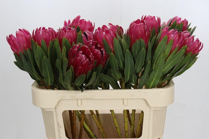 <h4>Protea Brenda</h4>