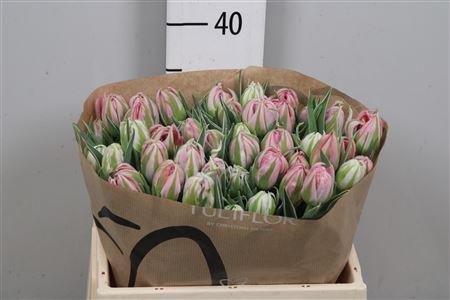 <h4>Tu Du Flash Point</h4>