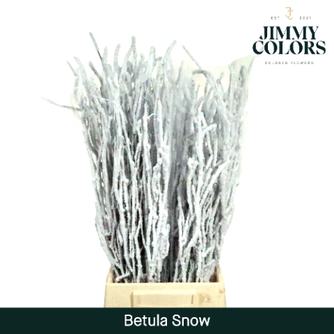 <h4>Betula L60 Snow</h4>