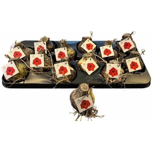 Bloembol Hippeastrum