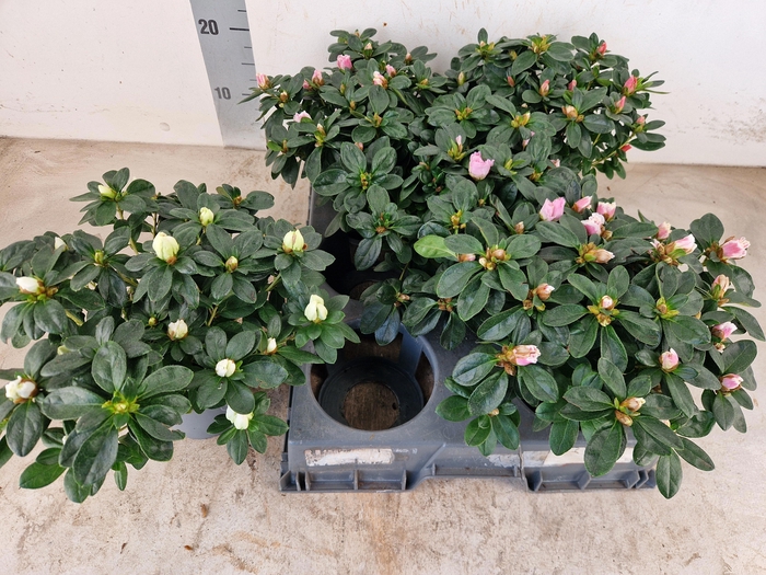 <h4>RHODO SI GEM</h4>