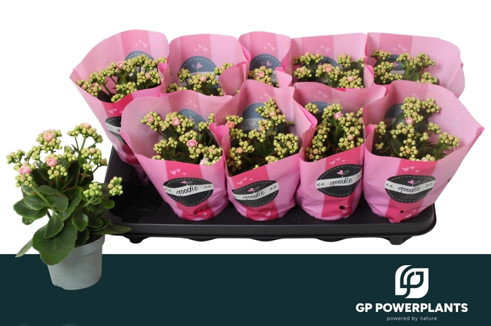 <h4>KAL GE PERFECTA PINK</h4>