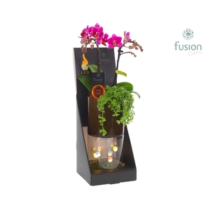 Glas tube Led planter groot met Phalaenopsis arrangement