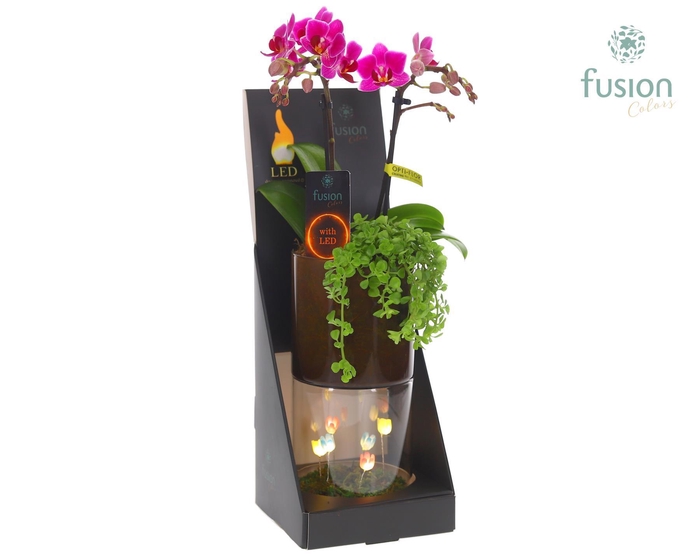 <h4>Glas tube Led planter groot met Phalaenopsis arrangement</h4>