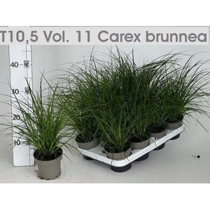 CAREX BRUNNEA