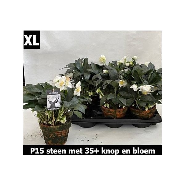 <h4>Hell Ni Winter Fleur 35+ ** In Terracotten Pot**</h4>